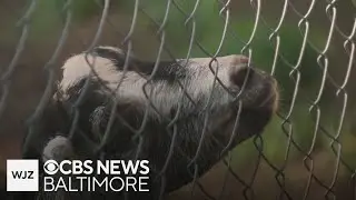 Where's Marty: Visiting Goat House Farm in Maryland