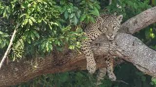 Defense Mechanisms of Gorillas and Jaguars.