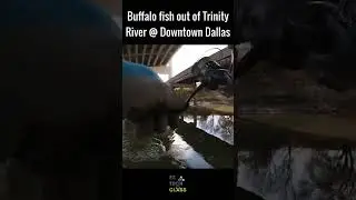 Buffalo fish out of Trinity River at downtown Dallas, Texas | Urban river fishing | EZ TECH CLASS