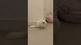 Just Donut being a donut by screaming at random doors 😂 #deafcat