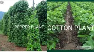 CLASS 4 SCIENCE Plants around us Plants of plains ,Plants of hot and wet region