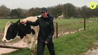 These Dairy Calves Were Given a Second Chance | Dean Farm Trust Animal Sanctuary