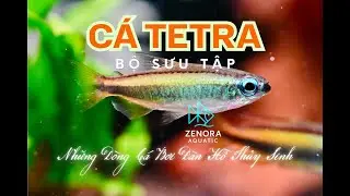 Bộ Sưu Tập C&aacute; Tetra Si&ecirc;u Phẩm Tại Zenora Aquatic