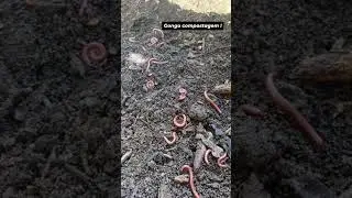 iniciando uma gongo compostagem !🤜🏾🤛🏾🏞️💚