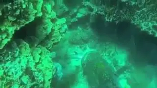 🐟🌊THIS GOUPER IS AMAZING 🌊🐟