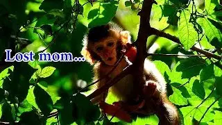 Baby Daniela stuck in the tree on tinny branch cos kidnapper DeeDee abandon at top tree