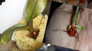 ГУБКА 🔥Реанимация Без надёжных Орхидей с помощью Поролона⚡👍🔥 с гнилой шейкой