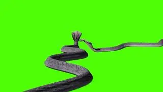 Green Screen Snack Video | Snack Video Green Screen