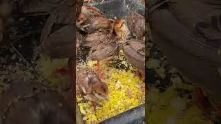 Defenseless pheasant chick #eggs #phasant #hatchingeggs