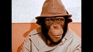 Lancelot Link Secret Chimp