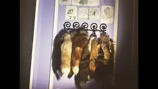 Fox (and some others) Tail Tour