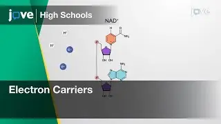Electron Carriers | Bio | Video Textbooks - Preview