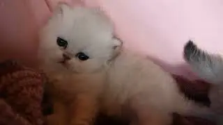 Cute silver pet female kittens - Eucker&acute;s Amy & Mia at 4 weeks