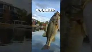 СКРЫТОЕ МЕСТО ДЛЯ РЫБАЛКИ В ХЬЮСТОНЕ #thewoodlands #thewoodlandstx #texasfishing #fishingtexas #s...