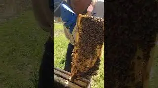 Burr Comb on Bottom of Beehive Frame #Shorts