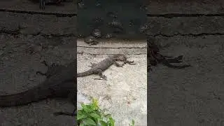 Kusu Island Singapore Southern Island 🏝️- 30 April 24 - Monitor Lizard swallows the WHOLE BIRD 🐦. 😭😭