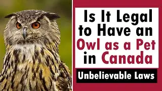 Is It Legal to Have an Owl as a Pet in Canada? Unbelievable Laws
