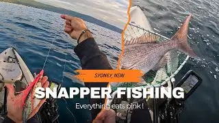 EVERYTHING EATS PINK!! - SNAPPER FISHING SYDNEY