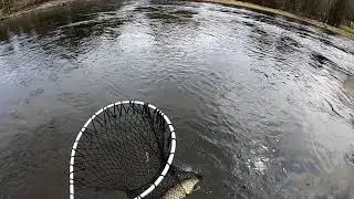 Markfiske etter ørret i Hallingdalselva