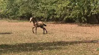 2017 Lusitano filly