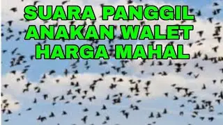 SUARA PANGGIL ANAKAN WALET HARGA MAHAL