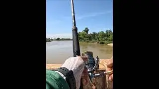 Catfish fishing on the river bridge. #fishingvideo #fishing #campping #freshwaterfish#viral#nature