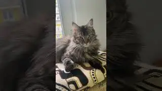 Это Анфиса! Доведут #cat #котофейка #веселыекоты #видосыоткота #кот #прикольныекоты #мейнкун