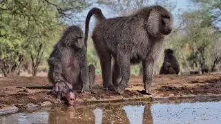 The Scrappiest Baby at the Waterhole