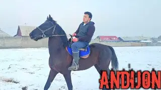 27.01.2026 ANDIJONDAN YAHSHI BIR OT SOTILADI  !..