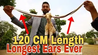 Simba Goat with 60 CM Ears Length @guinnessworldrecords