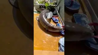 Nakahuli kami ng mala Anacondang palos😱/TALIM ISLANDER #youtubeshorts #fishing #fish