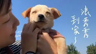 即使捨不得 也要祝福浪秀秀從此幸福快樂｜浪浪到家了