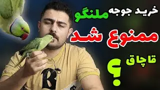 راهنمای خرید جوجه طوطی ملنگو قانونی و سالم || خرید ملنگو سرلاکی