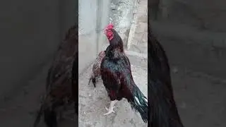 Pure Amroha Pair