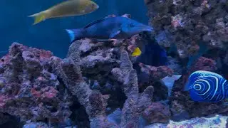 Fish Deaths & New Purple Tang