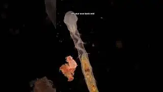 Paratomy in Aeolosoma #science #microscope #microbiology #learn #mikecroscope