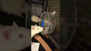 Валера - умный (или везучий) #крысы #крысуны #крысики #rats #ratties