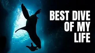 Scuba Diving with Sea Lions in Los Islotes, Mexico