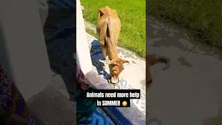 PASHU SEVA || PRABHU SEVA || HELP IN SUMMER || #viral #mahadev #summer #help #cow #shorts