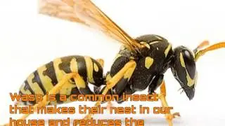 Remove wasp from your house with wasp control service