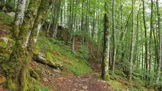 LA SELVA DE IRATI Sonidos de la NATURALEZA | NAVARRA, Espa&ntilde;a