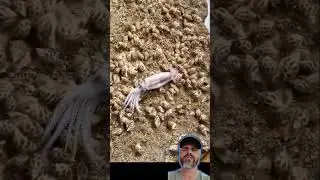 o verdadeiro ataque zumbi no mar os necrofagos caramujos nassarius  #aquarium #ocean #curiosidades