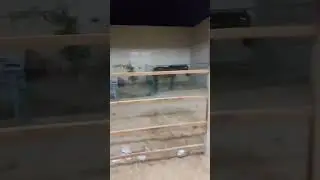 Horesh in kuwait #horse #shortvideo #kuwait #vlog #horselover #kuwaitview #india #inspiration