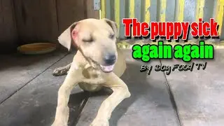 The puppy  sick again again  episode 635 By Dog Food TV