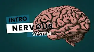 Nervous System | Structure and Classification | [RE-UPLOADED]