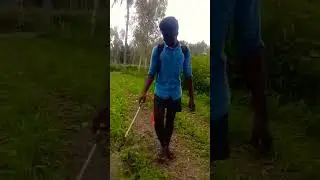 #agriculture #farming spraying medicine for sweet corn plants 🌽🌽 #music
