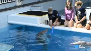 Swim with the stars of 'Dolphin Tale 2'