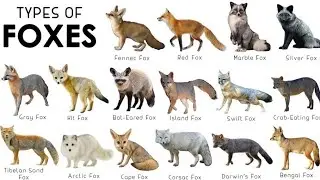 fox species