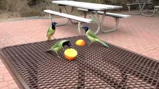 Lunch with Green Jays