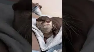 Otters Wrestling on Bed and Sleeping Like Babies